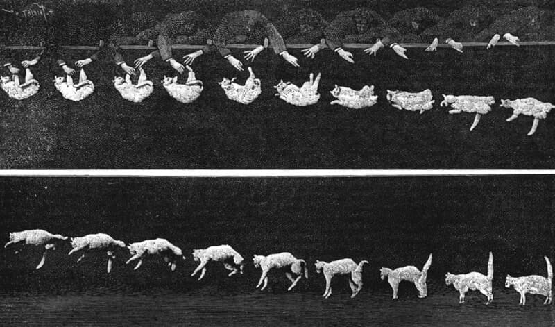 «Падающая кошка», 1894 г.