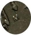 Деталь монеты 5 копеек 2002 года М штемпель Г