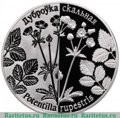 Реверс монеты 1 рубль 2017 года  лапчатка Беларусь proof